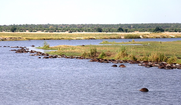 Chobe river buffaloes drown