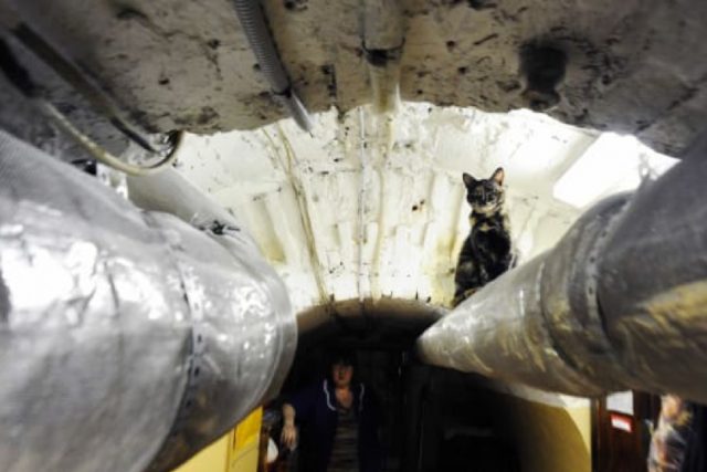 A Frenchman has left money to 50 cats who live in Russia’s Hermitage Museum