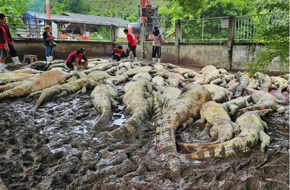 Thailand farmer kills 125 endangered crocodiles to prevent them harming people after a typhoon